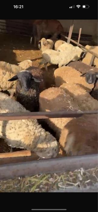 Продам тохтушокк и уток