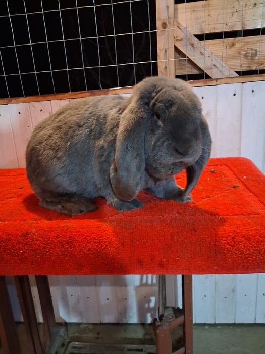 Vând Mascul berbec german Albastru