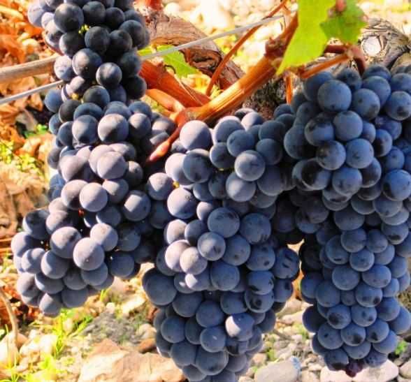 Struguri pentru vin