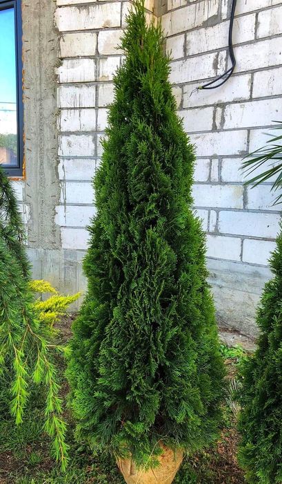 Tuia smaragd de mai multe dimensiuni