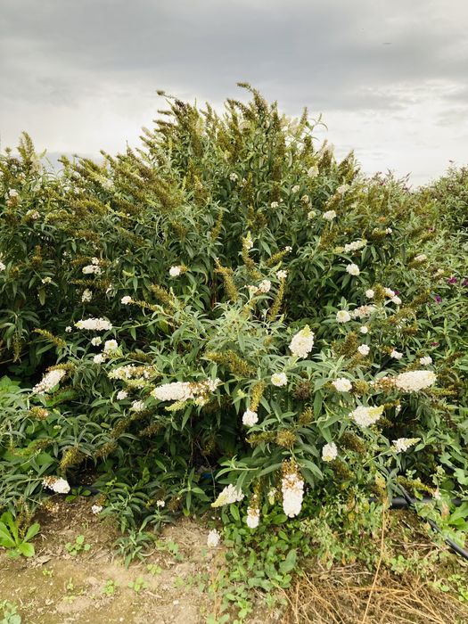 Liliacul de vara - Buddleja Davidii - Arbust ornamental