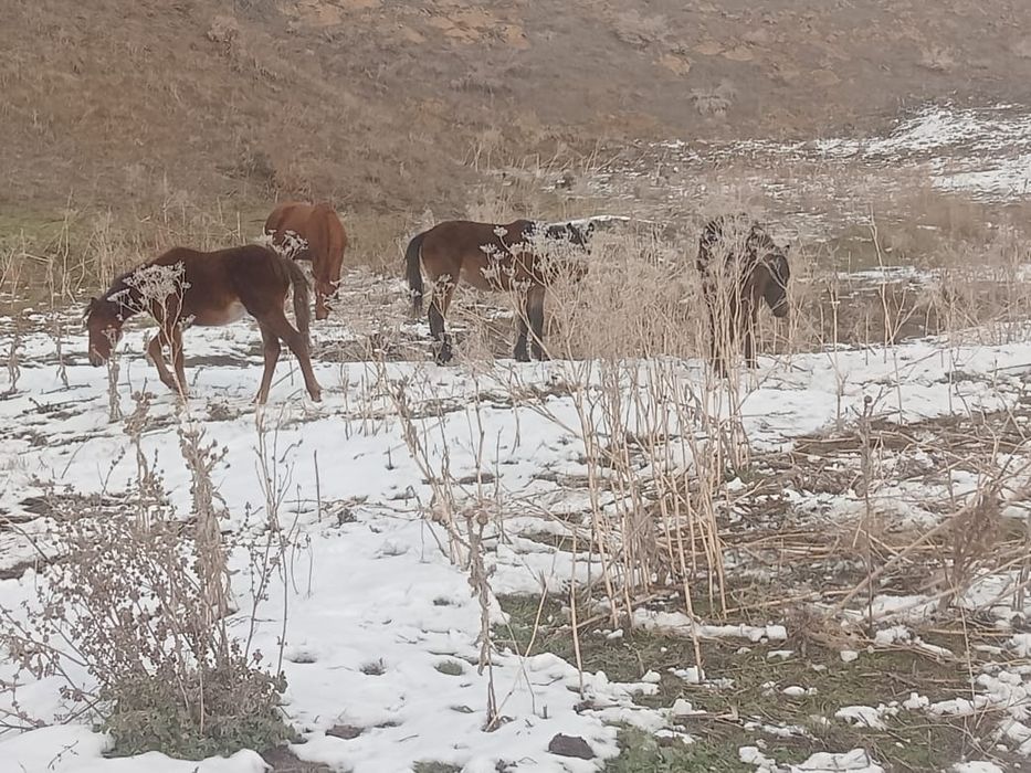 Тайчики 6 Голов девочки