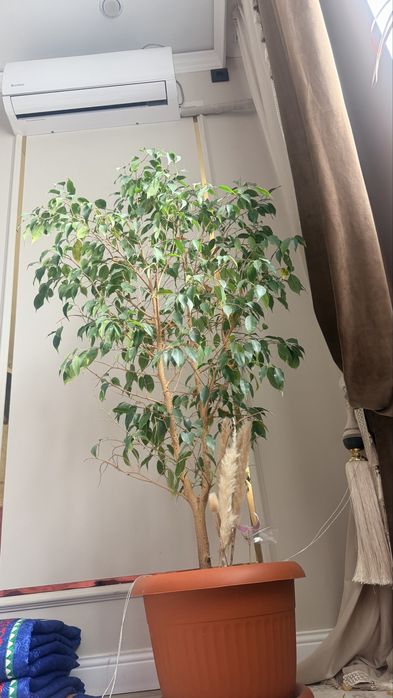 Комнатный цветок