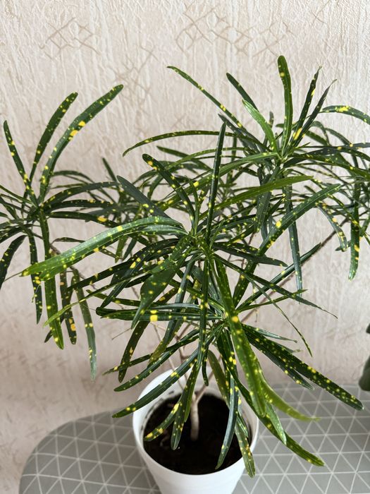 Продам цветы домашние