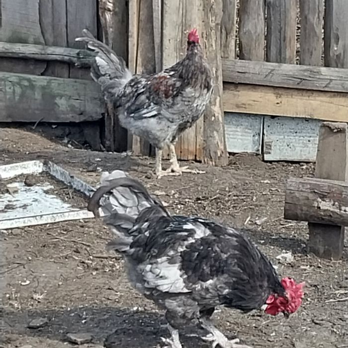 Продам породистых петухов.