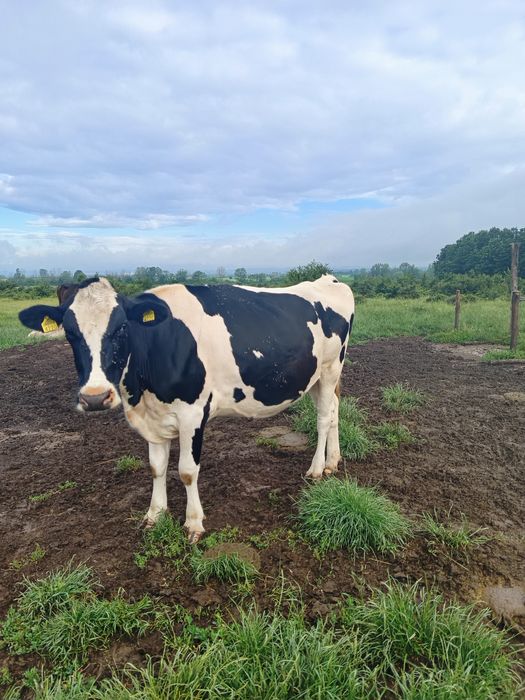 Vaci Holstein de vânzare