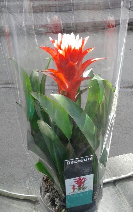 Продаем комнатные цветы