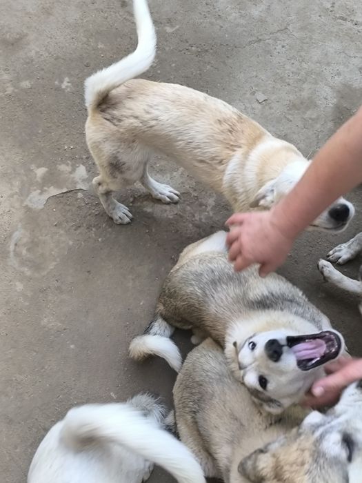 Продам щенков охотничьих