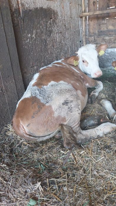 De vânzare juninci de 6 luni ,bălțată românească