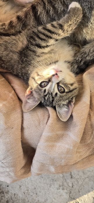 Котята 2- 2.5 месяца в добрые руки