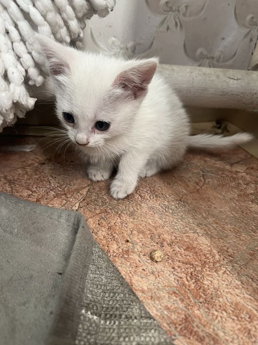 Отдам в добрые руки