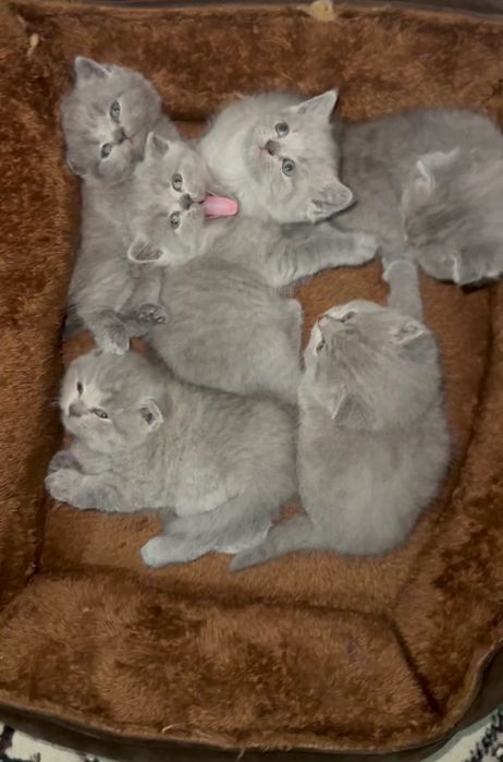 Мушукчалар сотилади шотланд