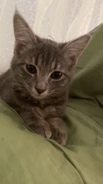 Девочка 2-3 месяца