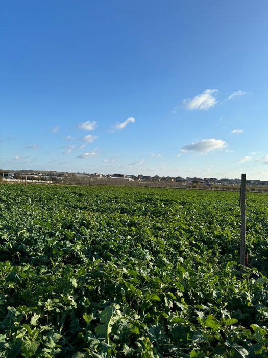 teren intravilan de vânzare – agigea, constanța – 500 mp