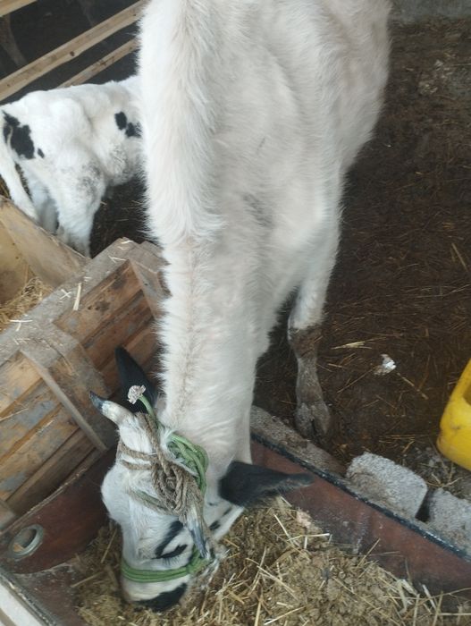 ona bola sigir  sotiladi