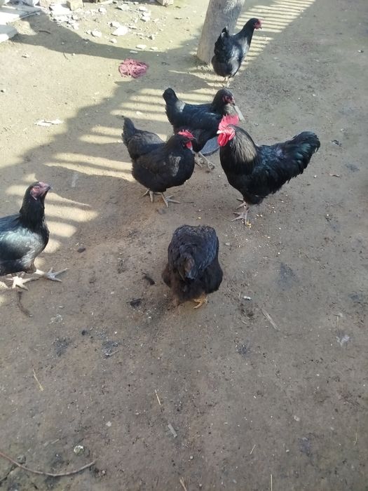 Qora xoroz tovu tuxumlari ochtrishga