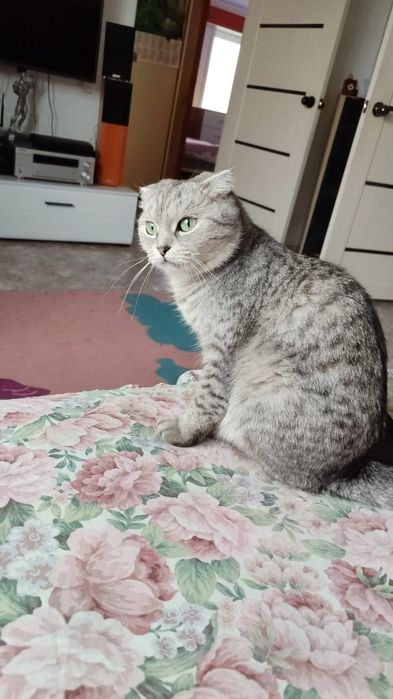 Котята шотландские ,бронь.