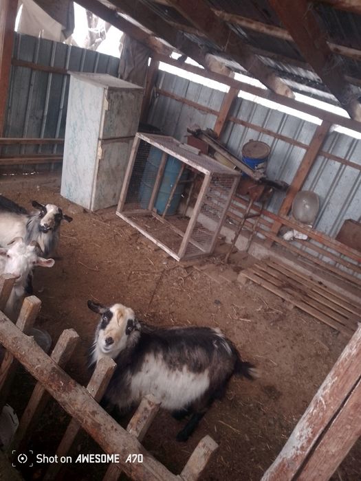 Срочно продам козла