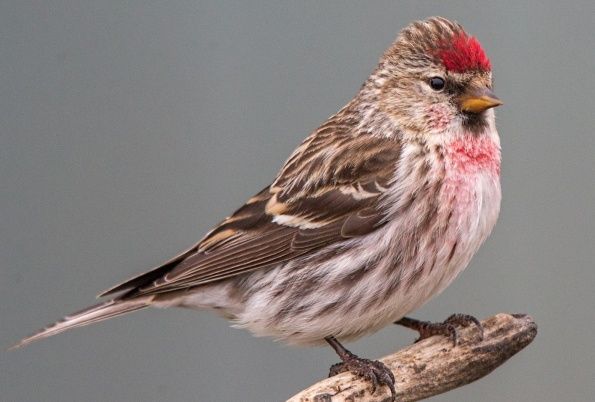 Duragay sava sotiladi