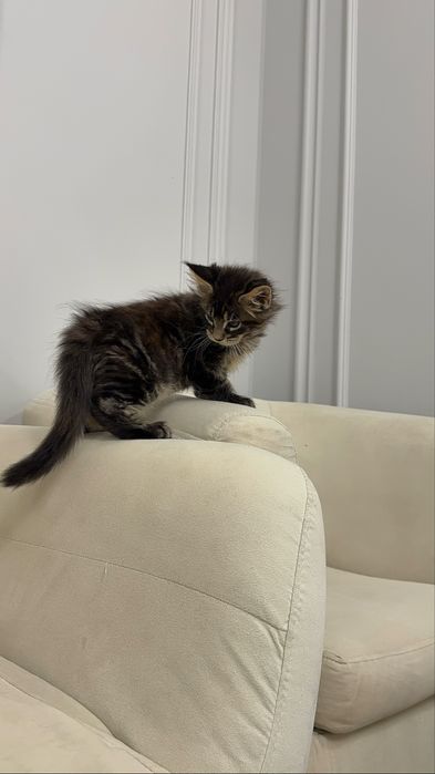 Котята Maine Coon от титулованных родителей. Цена от 650 до 1200 $