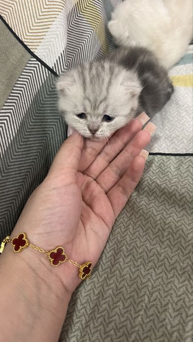 шотландские котята
