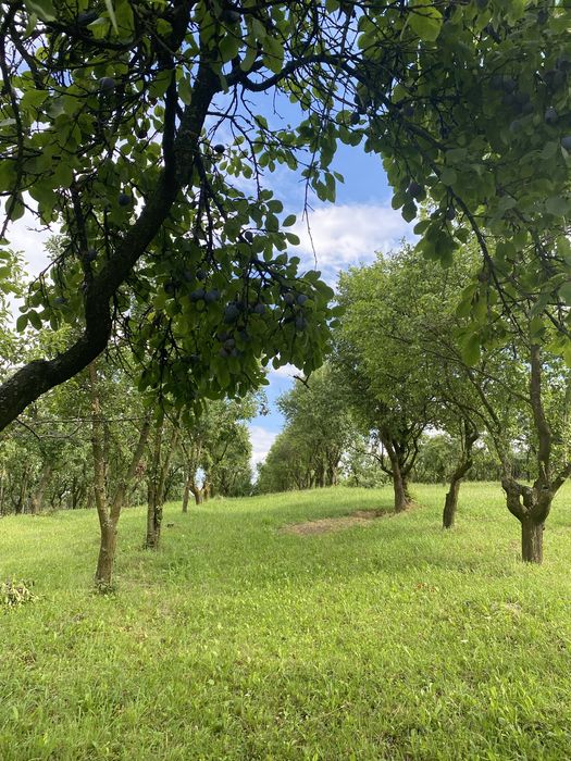 De vanzare mun Falticeni, jud Suceava