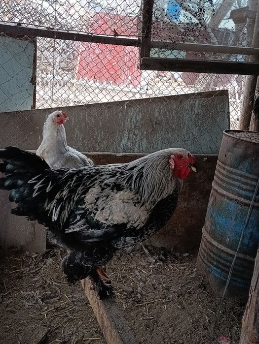 Қораздар (Петушки) Испанка Голошейка