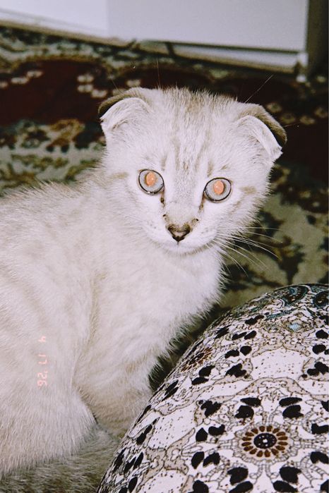 Шотландская котят