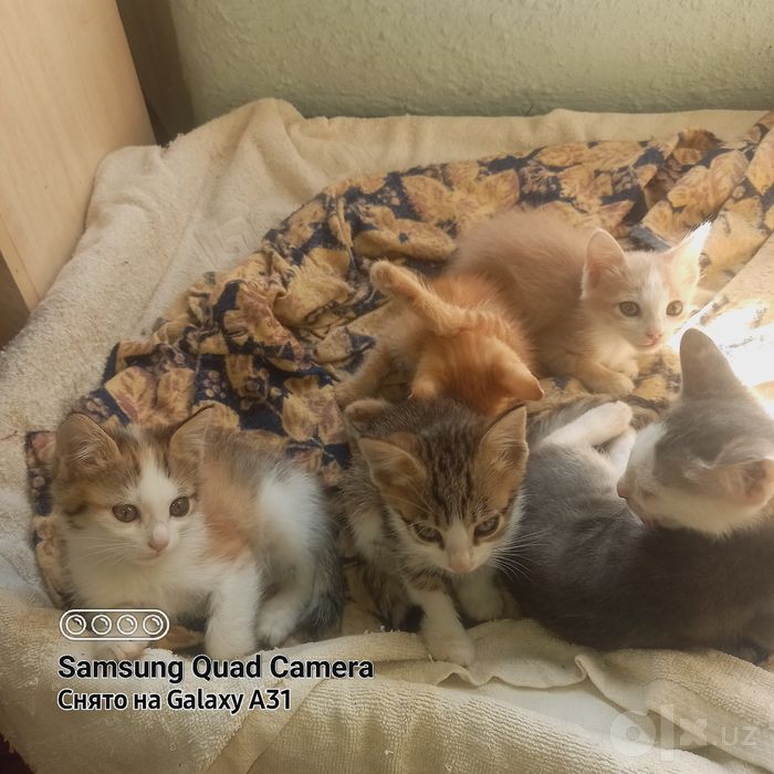 Котята свои, домашние
