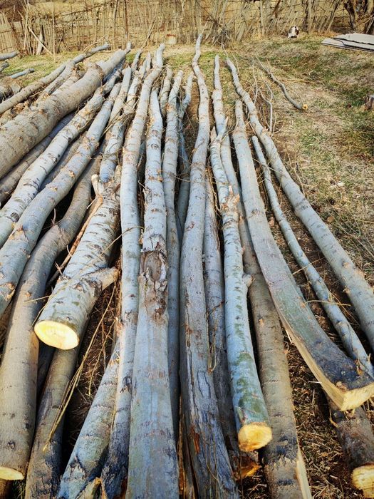Teraklar sotiladi Jami 50 ta chiqadi