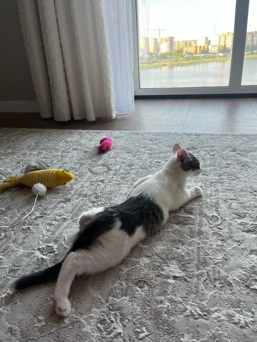 Котёнка бесплатно отдам