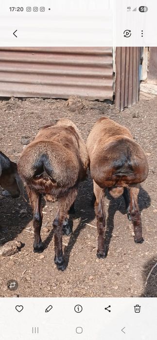 Продам  Гиссарских кошкарчиков