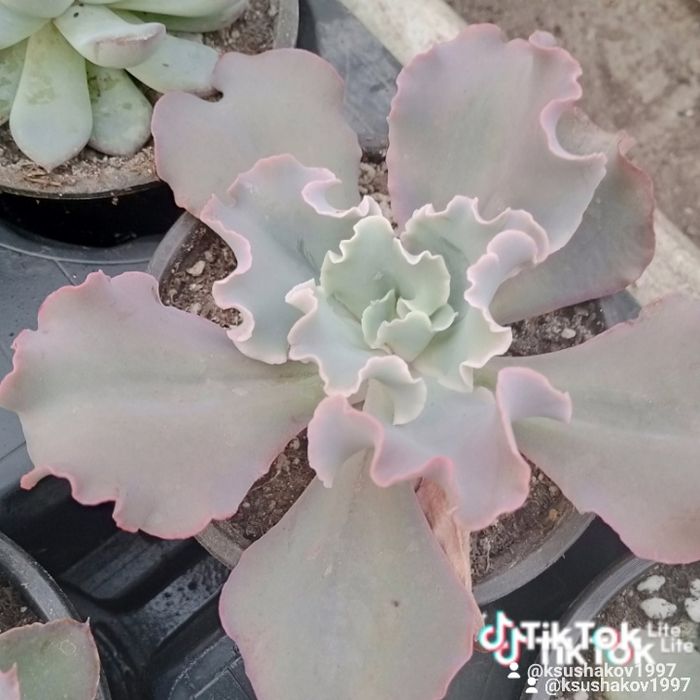 Суккуленты и композиции,выращенные в Алматы