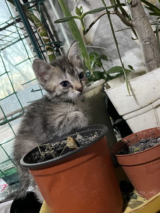 Отдам котят в добрые руки