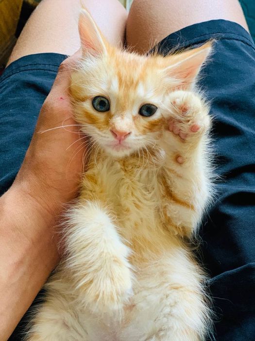 Рыжие котята !!!
