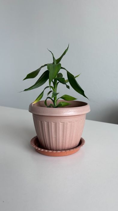 Живые цветы красивые