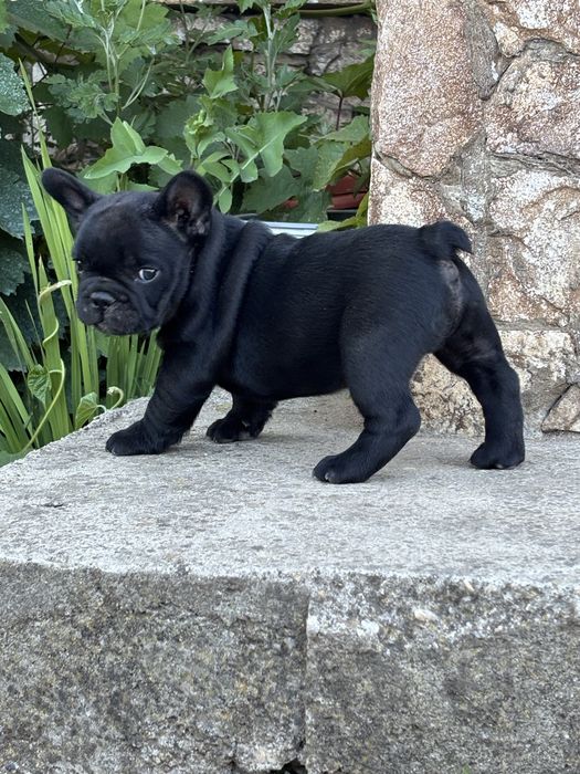 Buldog francez puiuti