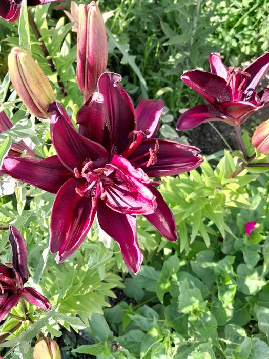 Продам лилии домашние.