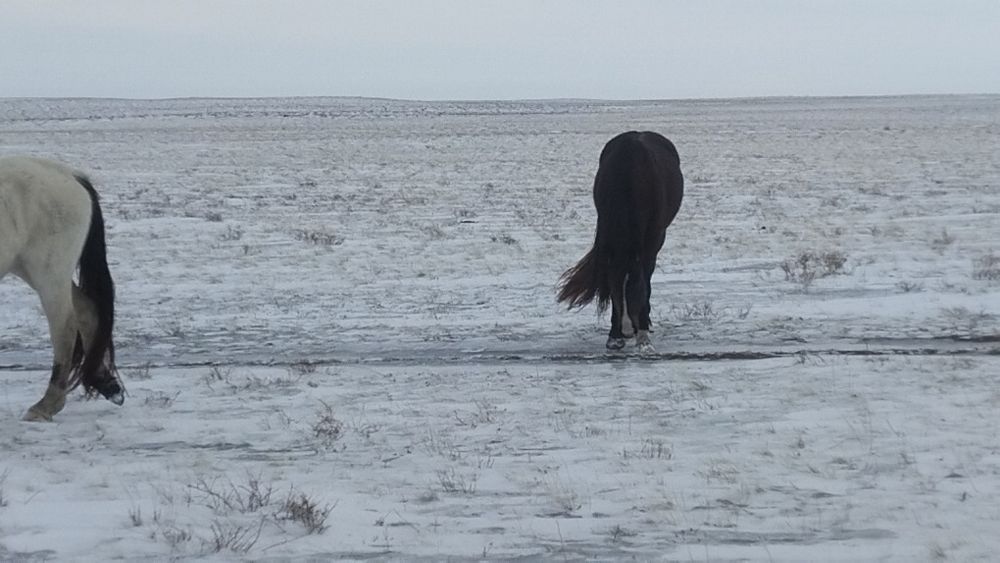 Продам жеребца...
