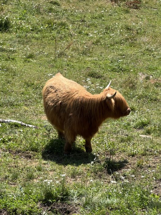 vaca  highland scotian