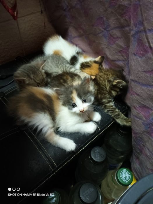 Подарявам котета