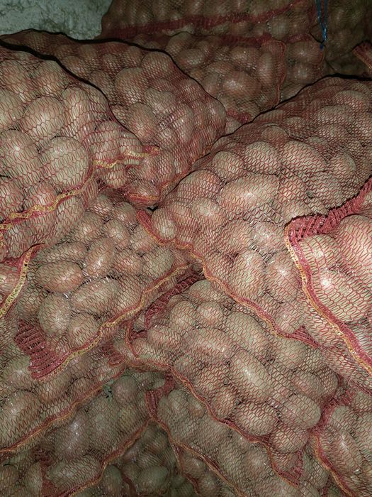 Cartofi consum Bellarossa