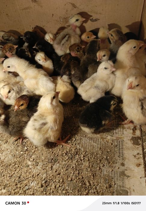 Цыплята домашние