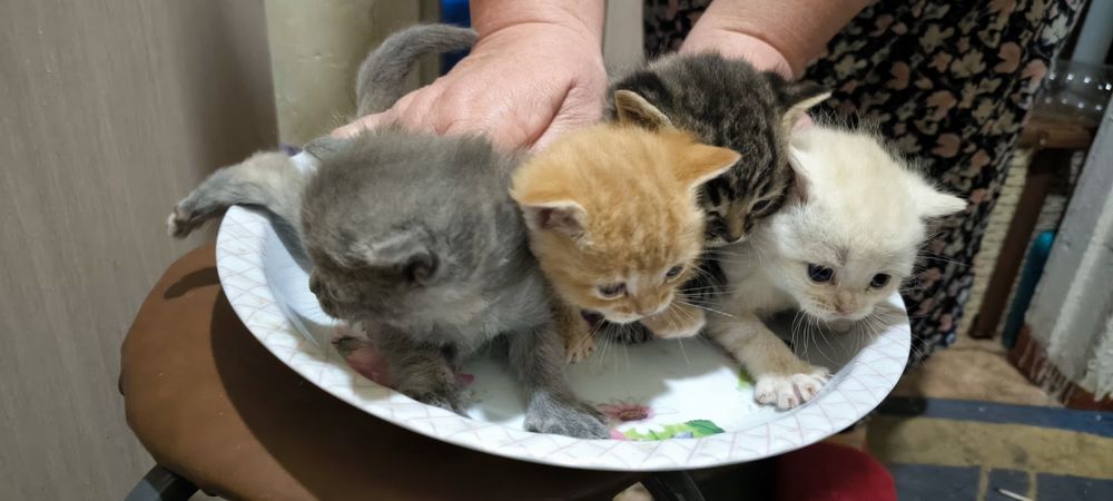 Котята в добрые руки