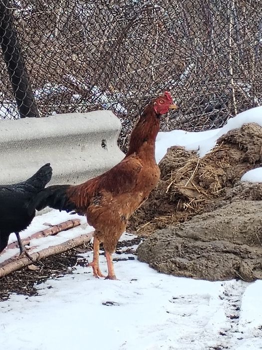 Продам Петухов и курей