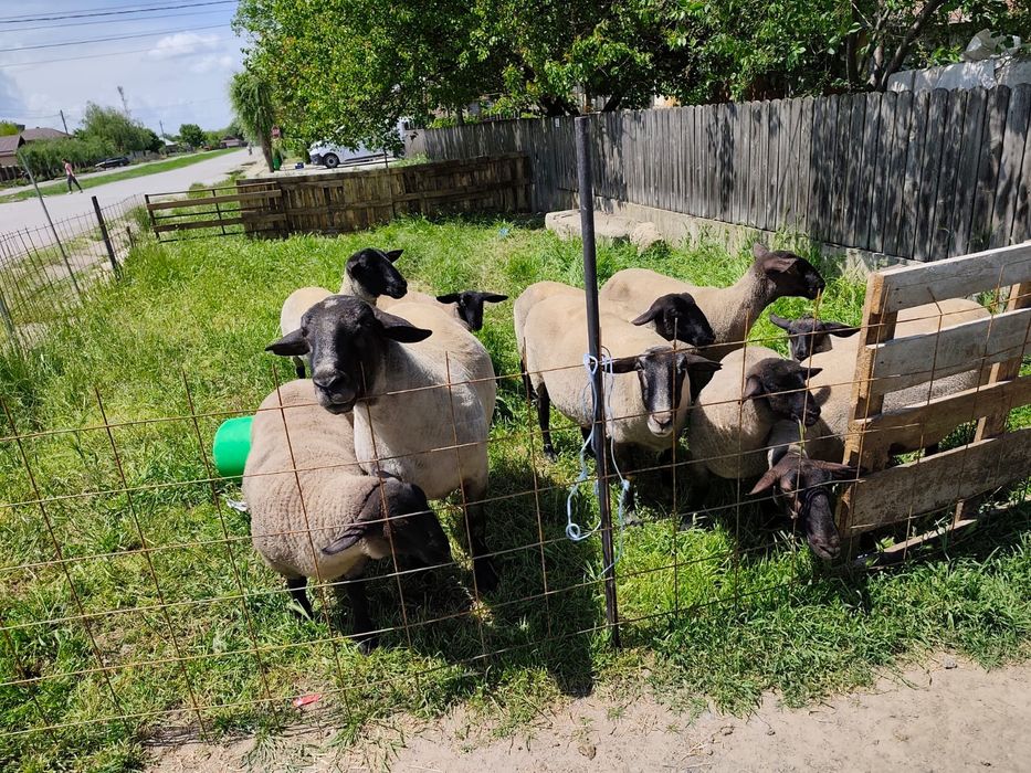 Oi suffolk de vanzare