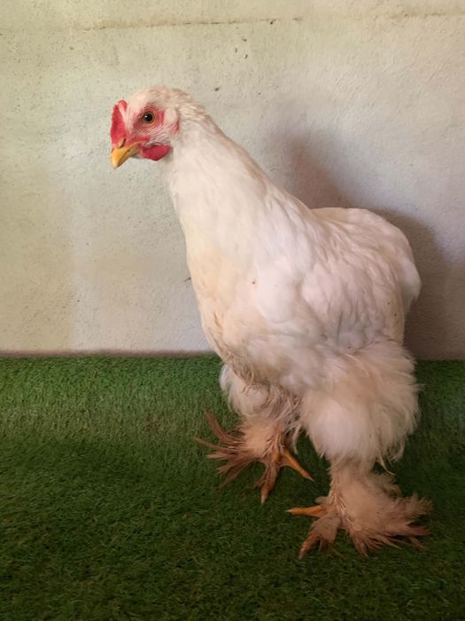 Cocosi Cochin Urias