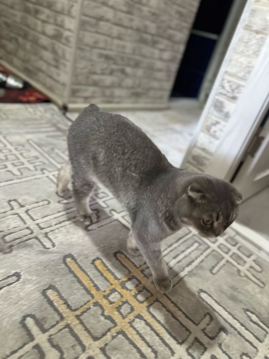 домашняя кошка шотландская вислоухая