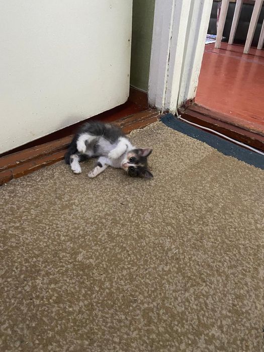 Отдам котенка в добрые руки