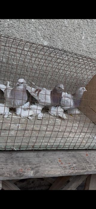 Голуби на гребле